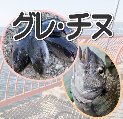 釣れる魚：グレ・チヌ（黒鯛）