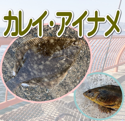 釣れる魚:カレイ