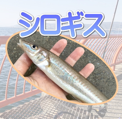 釣れる魚：シロギス