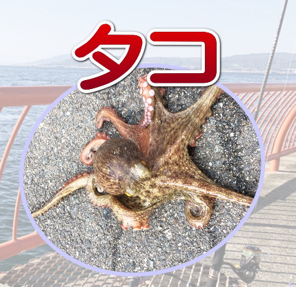 釣れる魚:タコ