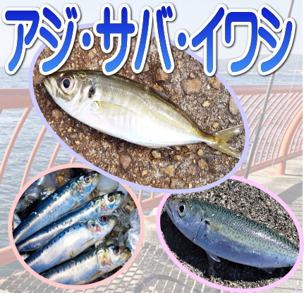 アジ・サバ・イワシ