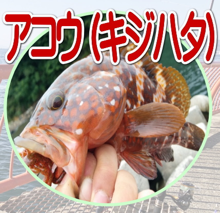 アコウ