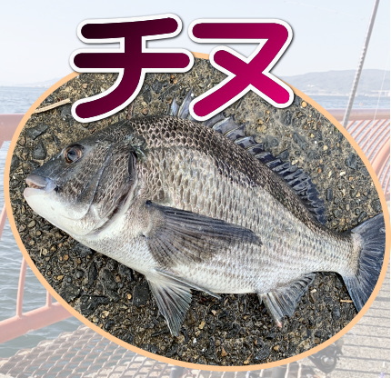 チヌ