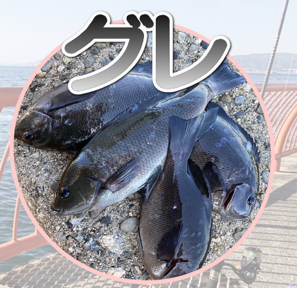 グレ