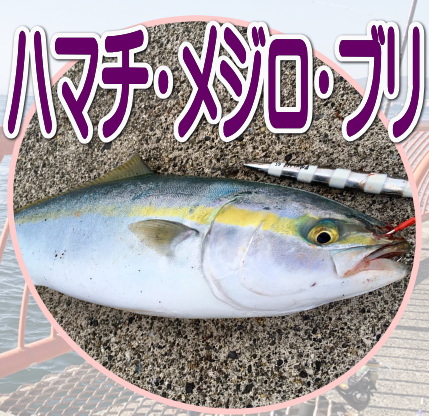 ハマチ・メジロ・ブリ