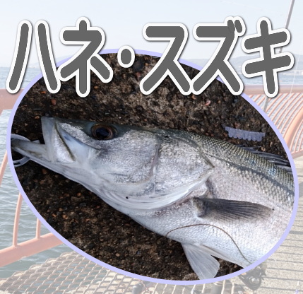 ハネ・スズキ