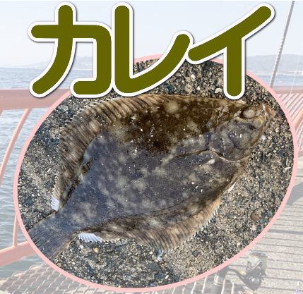 カレイ